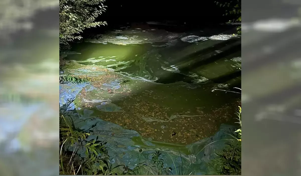 Co wydarzyło się na stawie w Kochłowicach? Czy woda została zanieczyszczona?