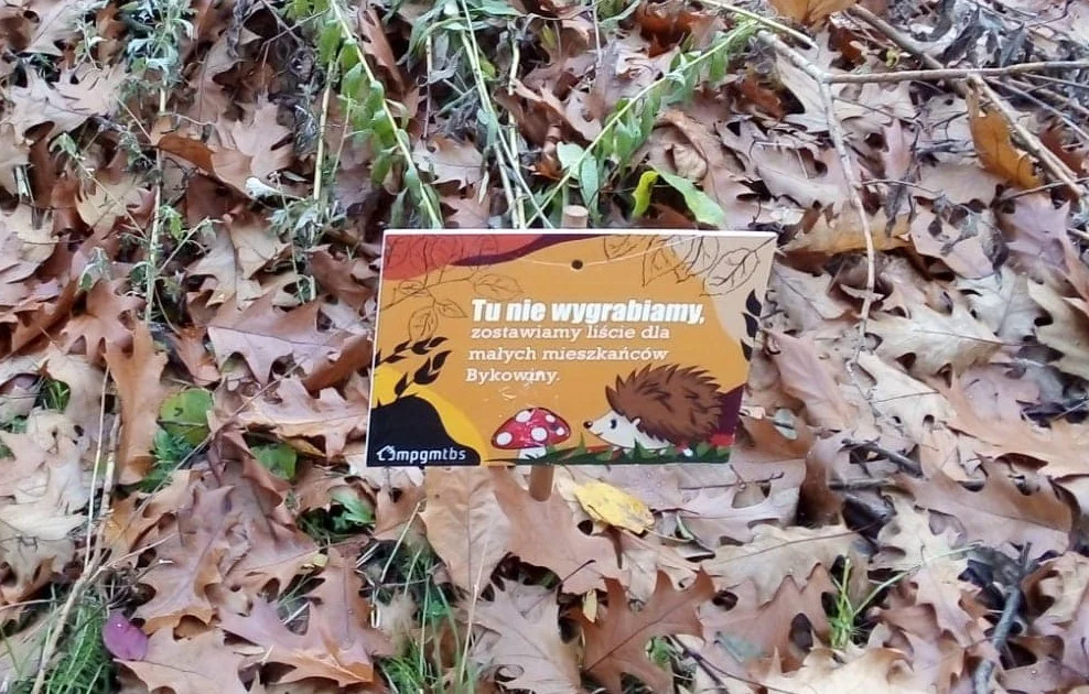 Jeże na Bykowinie mają specjalnie oznaczone kopczyki z liści