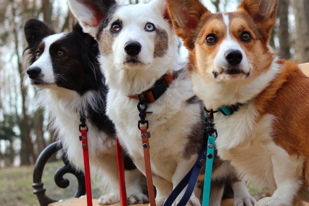 Dlaczego wybór odpowiedniej smyczy czy linki treningowej jest tak ważny dla twojego psa?