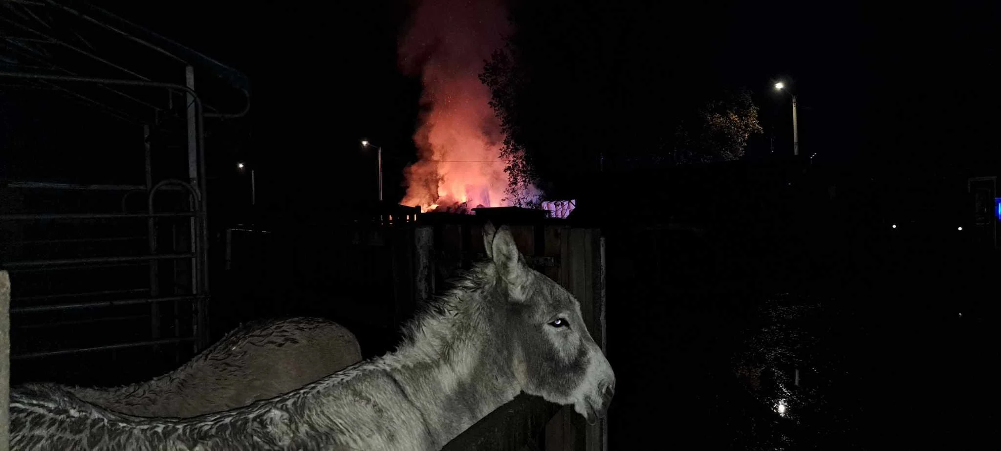 Pożar w tyskiej Przystani Ocalenie. Spłonęły zapasy jedzenia dla zwierząt