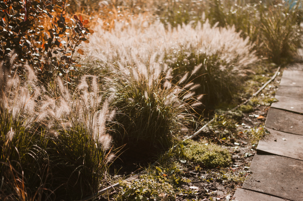 Jakie trawy ozdobne wybrać do ogrodu?