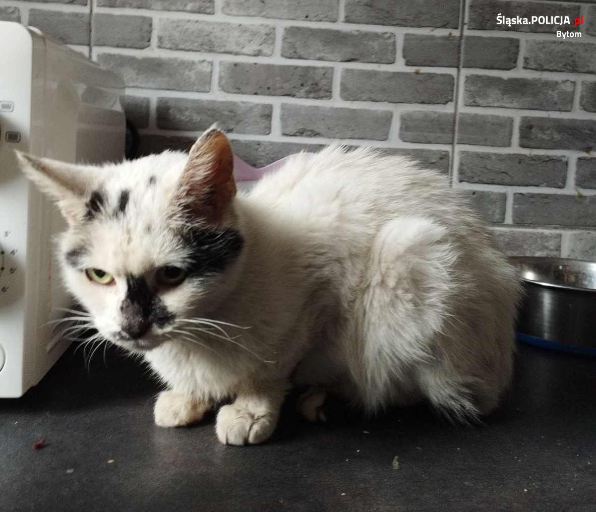 Bytomscy policjanci pomogli chorej kotce