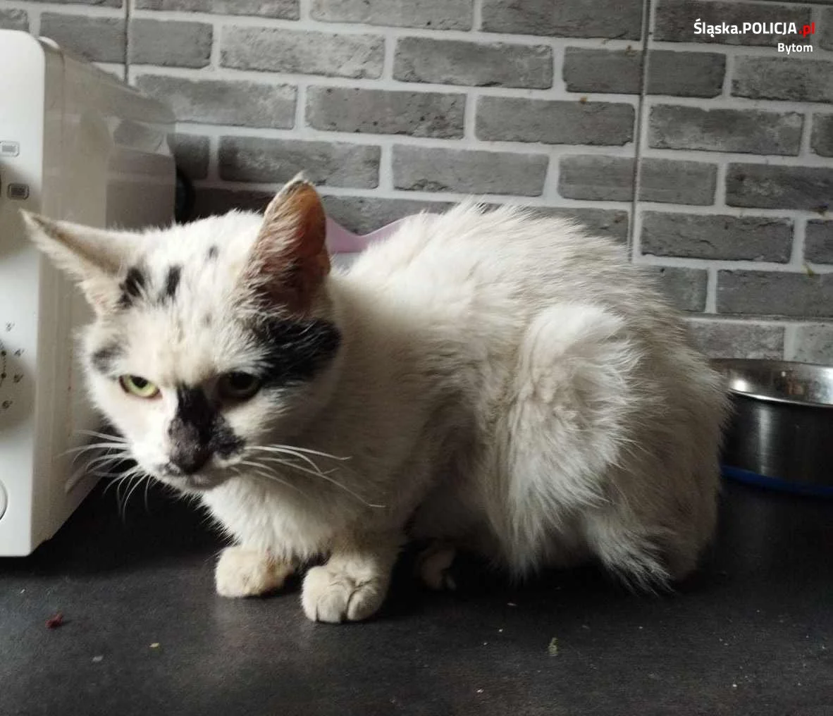 Bytomscy policjanci pomogli chorej kotce