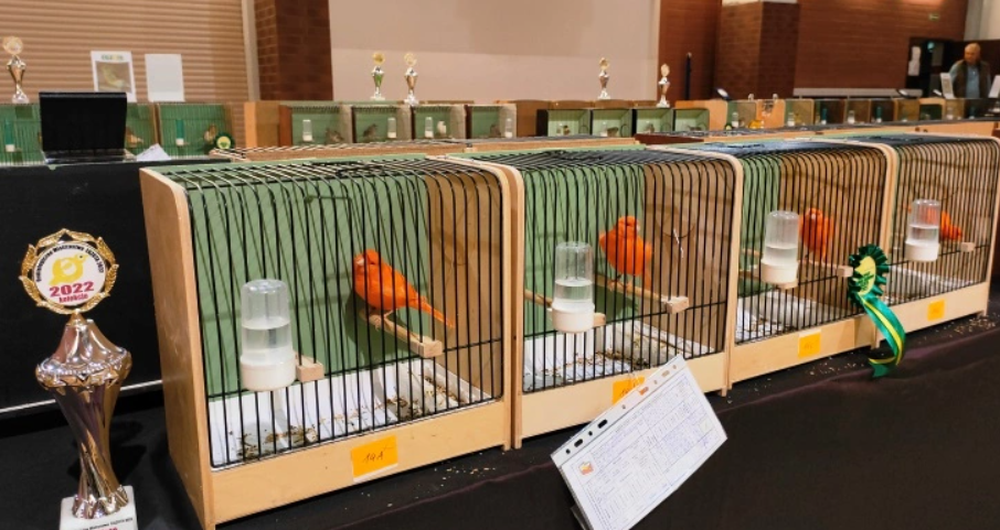 Kanarki wracają do Sosnowca. Przyjdź na wystawę!