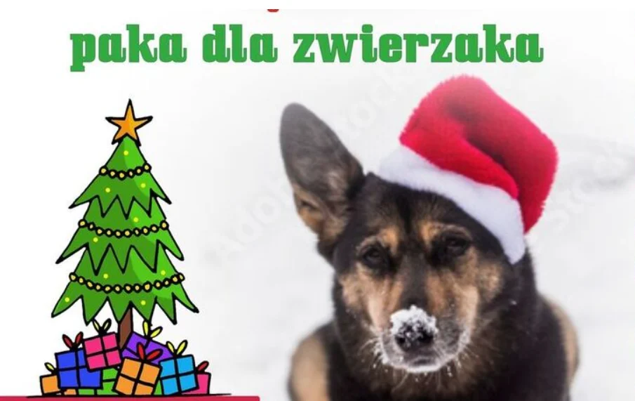 Świąteczna paka dla zwierzaka. Przynieś dary dla sosnowieckiego schroniska!