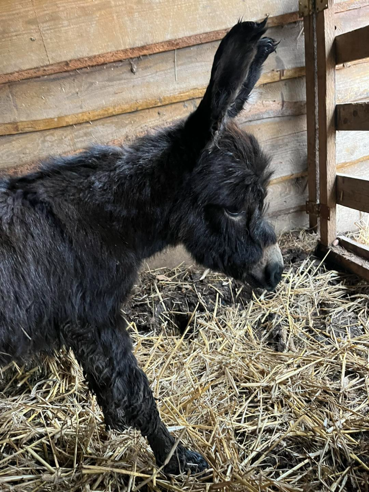 Pierwszy polski osioł sardyński urodził się w Mikołowie! / fot. Rybołówka 1