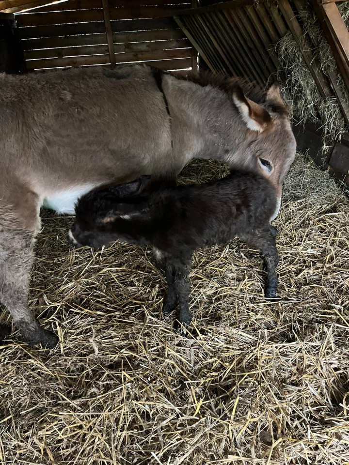 Pierwszy polski osioł sardyński urodził się w Mikołowie! / fot. Rybołówka 2