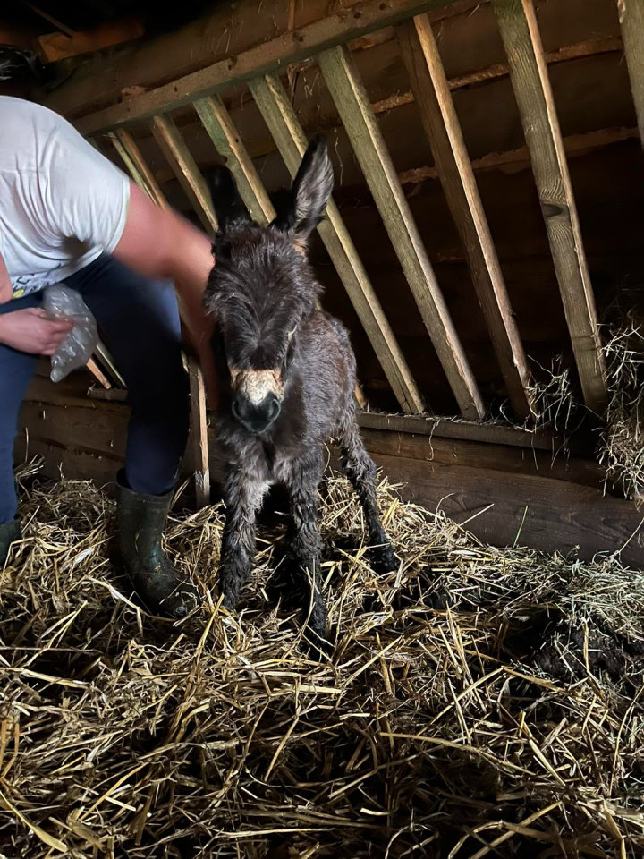 Pierwszy polski osioł sardyński urodził się w Mikołowie! / fot. Rybołówka 3