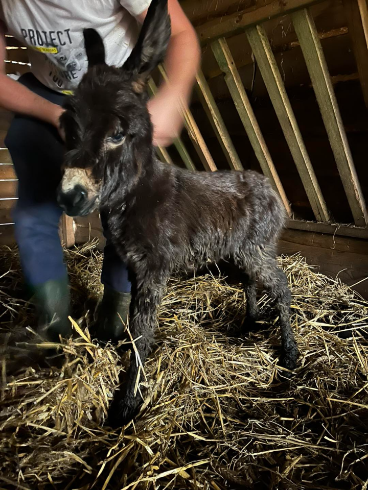 Pierwszy polski osioł sardyński urodził się w Mikołowie! / fot. Rybołówka 5