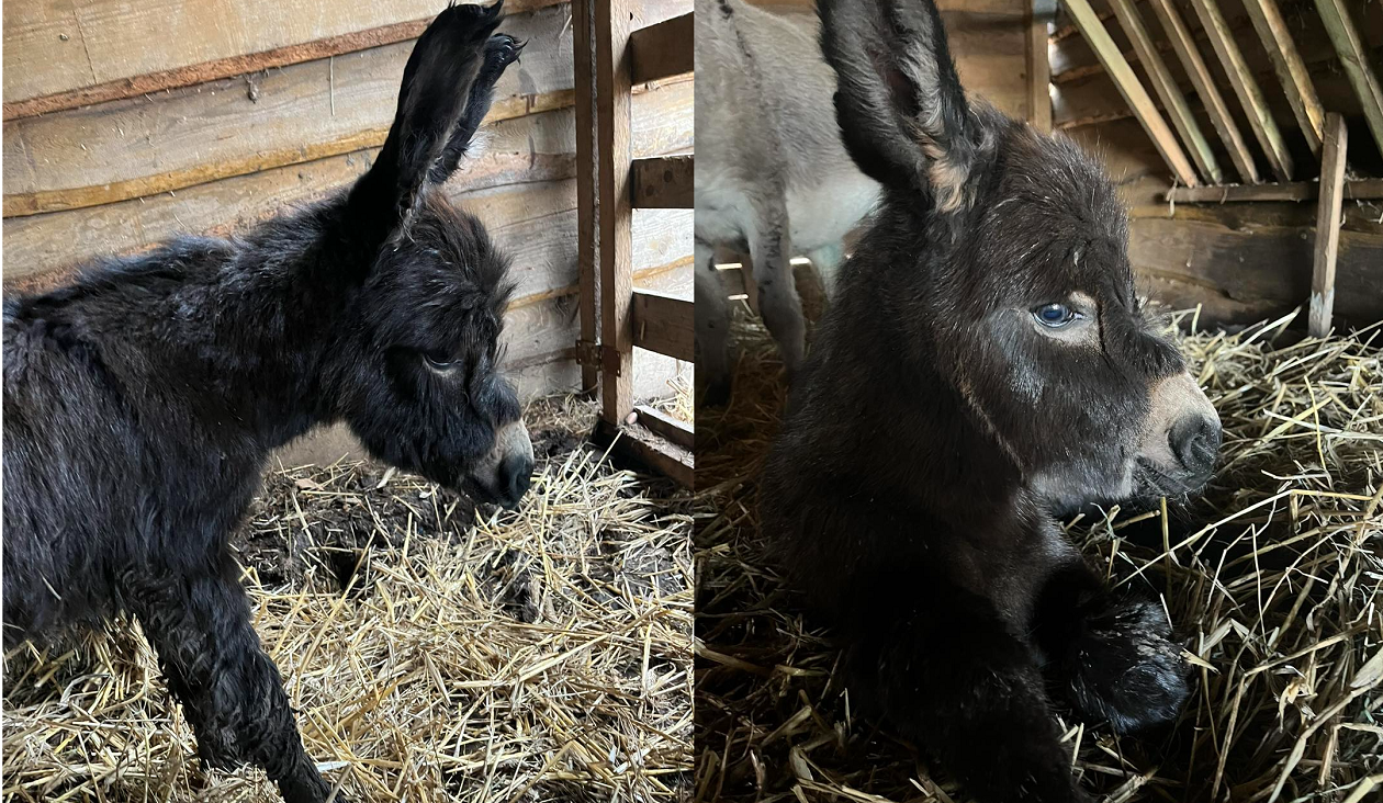 Pierwszy polski osioł sardyński urodził się w Mikołowie! [ZDJĘCIA]