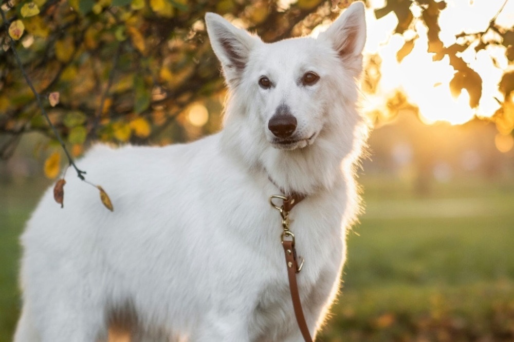 Bezpieczeństwo i styl na spacerach z psem - dlaczego warto wybrać smycze z Biothane?