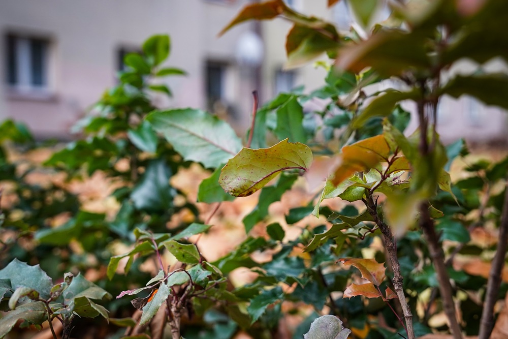 Katowice: Jeszcze więcej zieleni, czyli prace miejskich spółek i zakładów w terenie