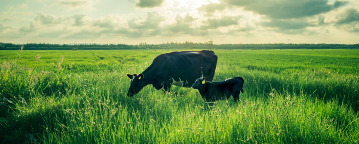 Czym jest siara bydlęca i jaki ma wpływ na nasze zdrowie?