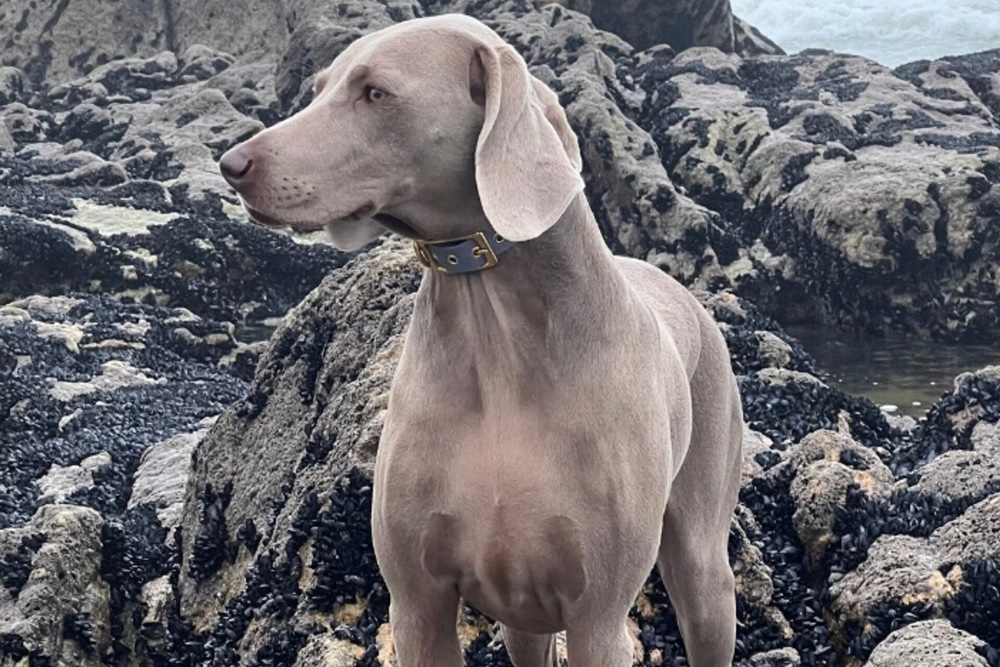 Eko-trendy w świecie psich akcesoriów: Dlaczego Biothane to hit?