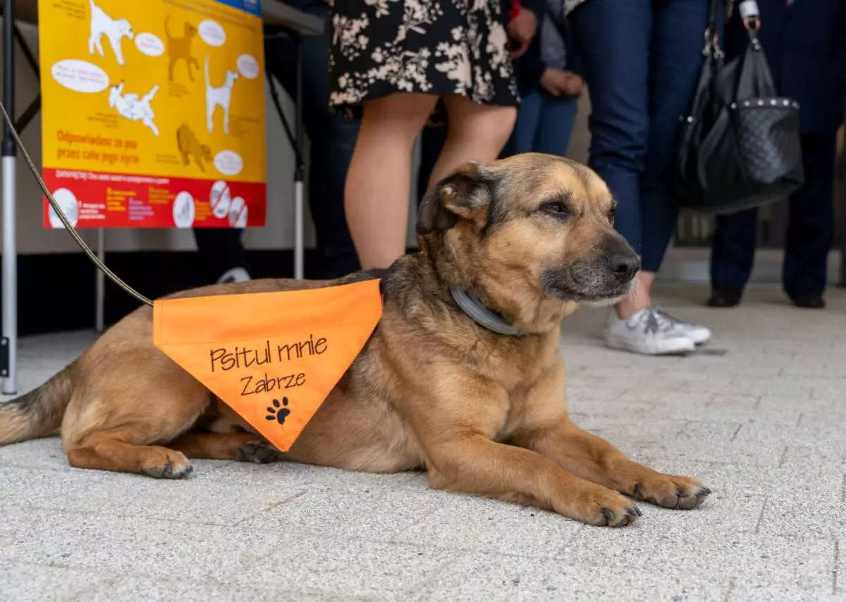 Przyłącz się do pomocy i zostań wolontariuszem w zabrzańskim schronisku "Psitulmnie”