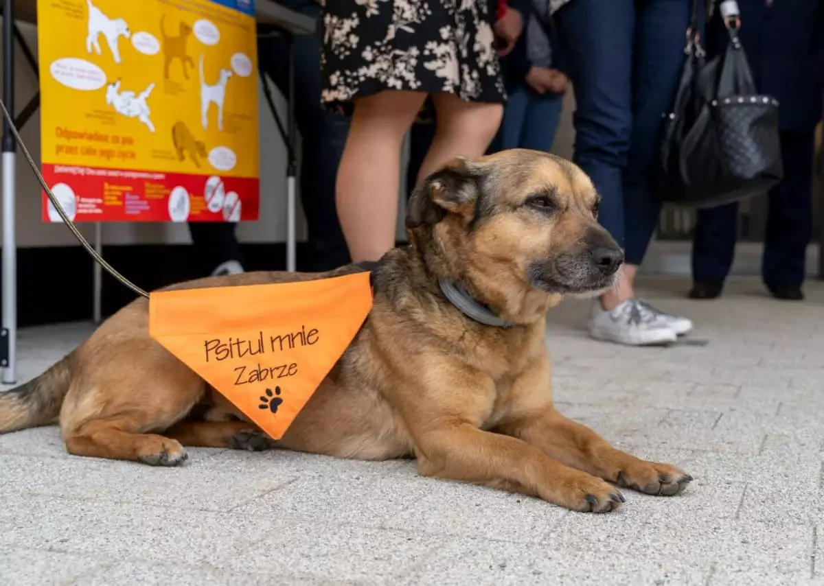 Przyłącz się do pomocy i zostań wolontariuszem w zabrzańskim schronisku "Psitulmnie”