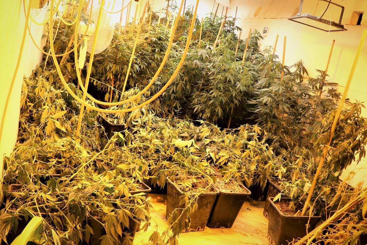 Będzin: Policjanci przejęli ponad kilogram narkotyków i zlikwidowali plantację marihuany!