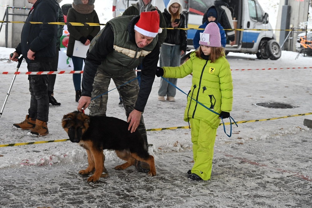 Charytatywna Wystawa Mikołajkowa Owczarków Niemieckich 1