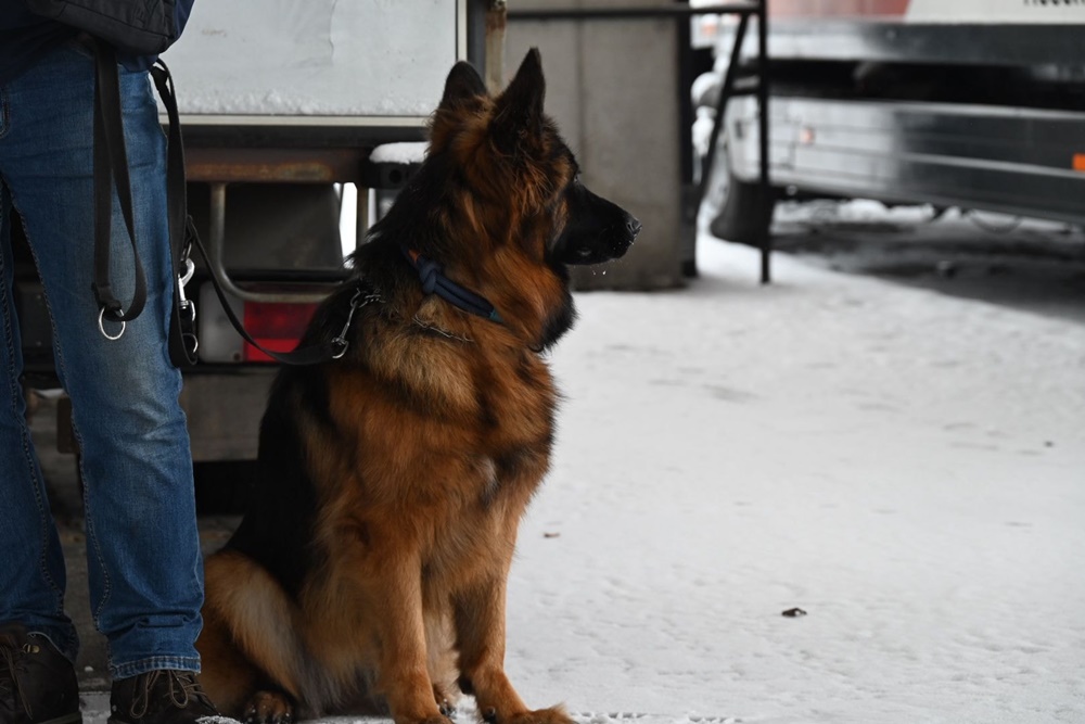 Charytatywna Wystawa Mikołajkowa Owczarków Niemieckich 3