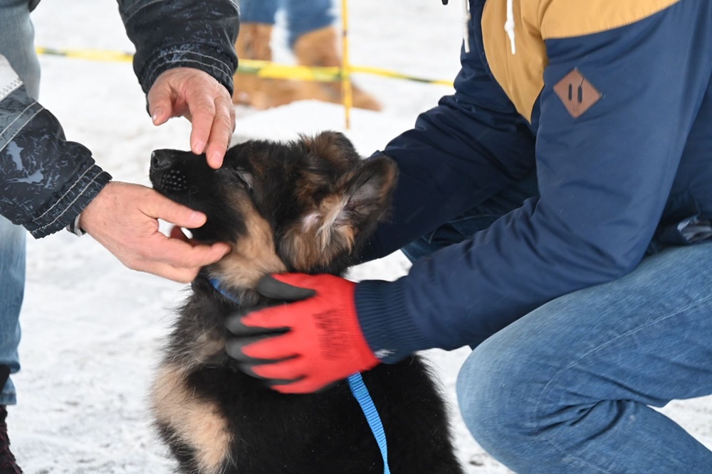Charytatywna Wystawa Mikołajkowa Owczarków Niemieckich 8
