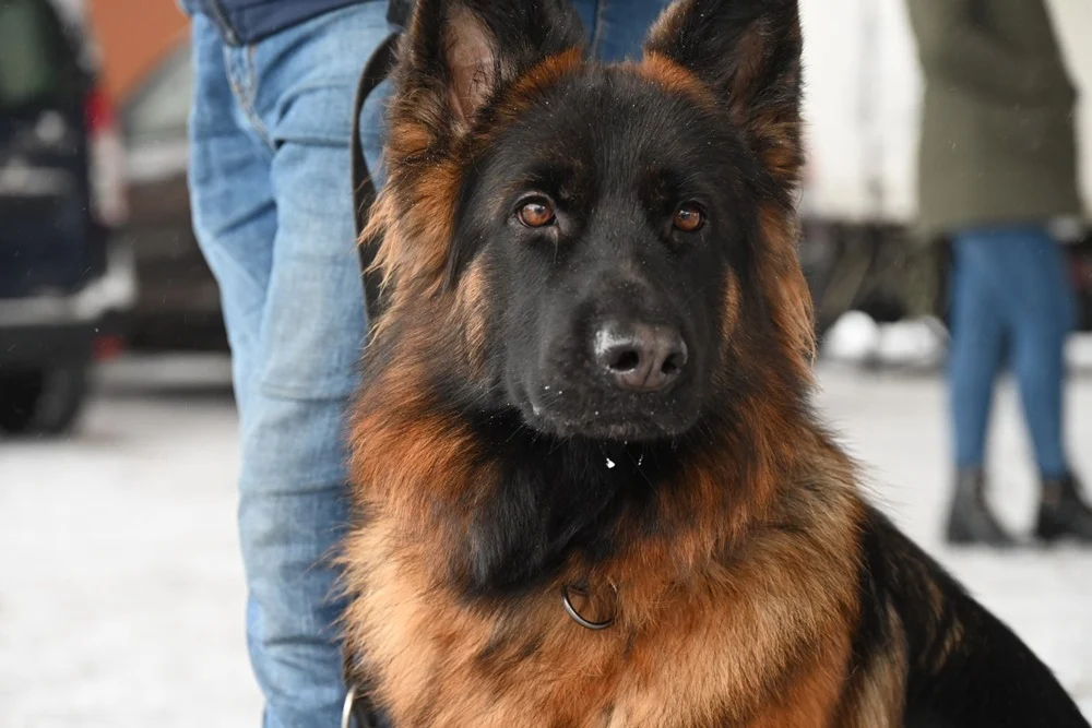 Mikołaje na czterech łapach w Rudzie Śląskiej