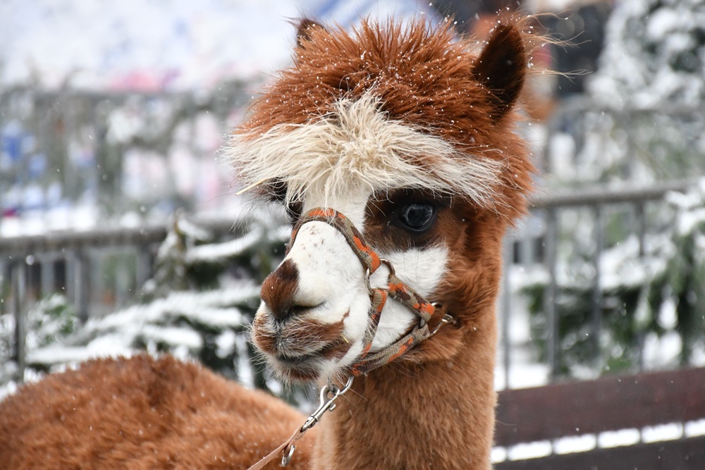 Świąteczny Konwój Radia Zet 67