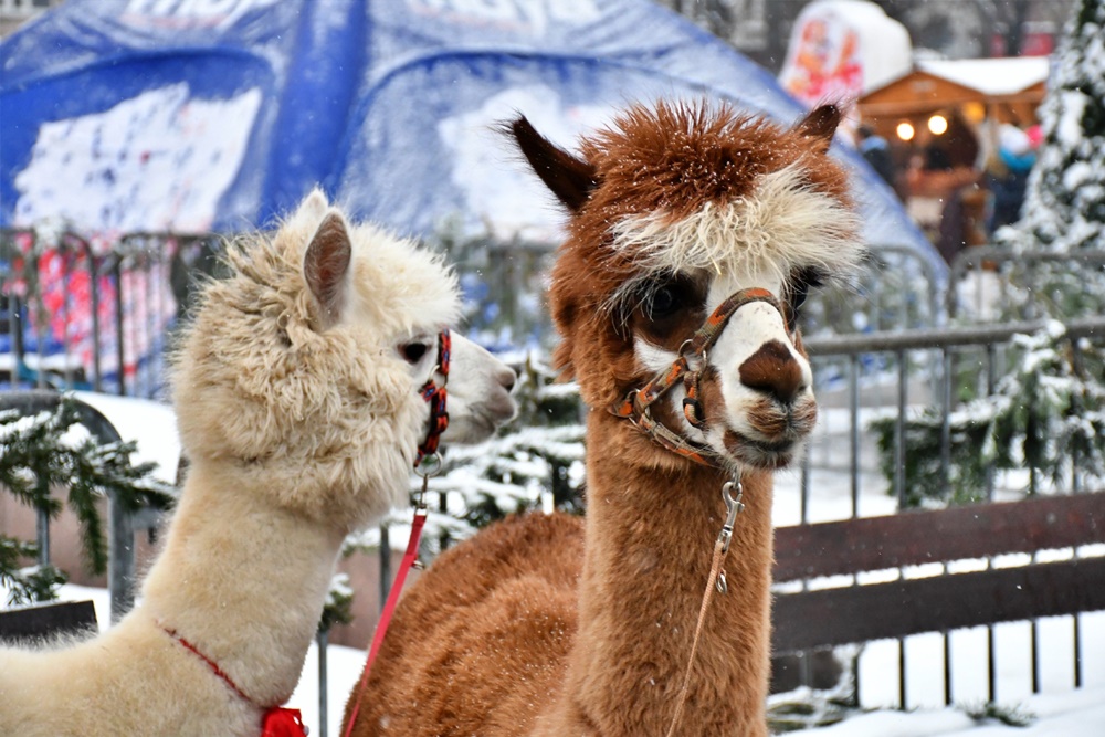 Świąteczny Konwój Radia Zet 68