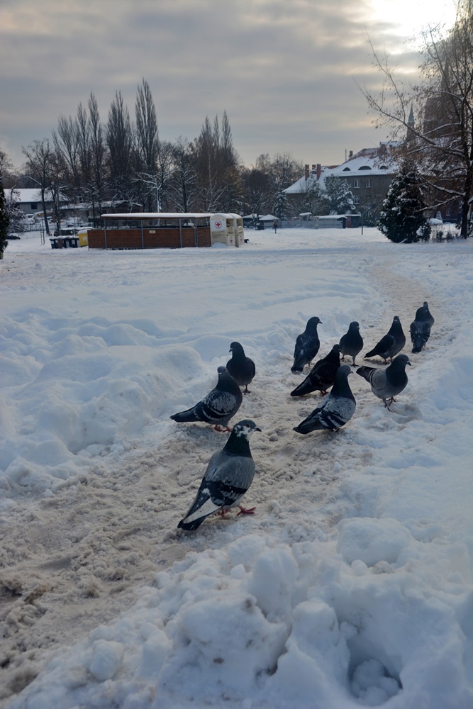 Akcja Zima w praktyce 62