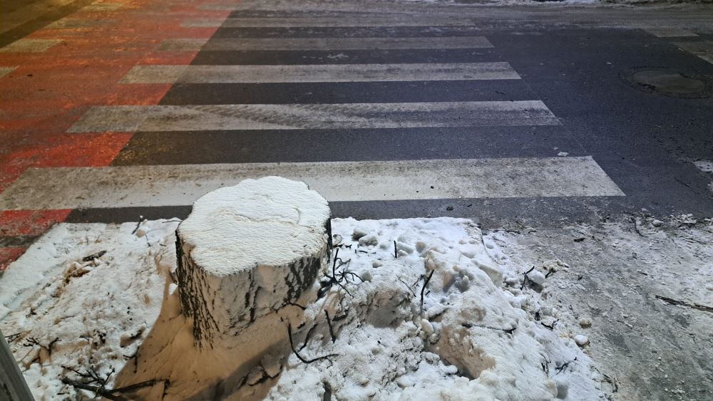 Klon kością niezgody między mieszkańcami Rudy a władzami. Drzewo wycięto mimo protestów