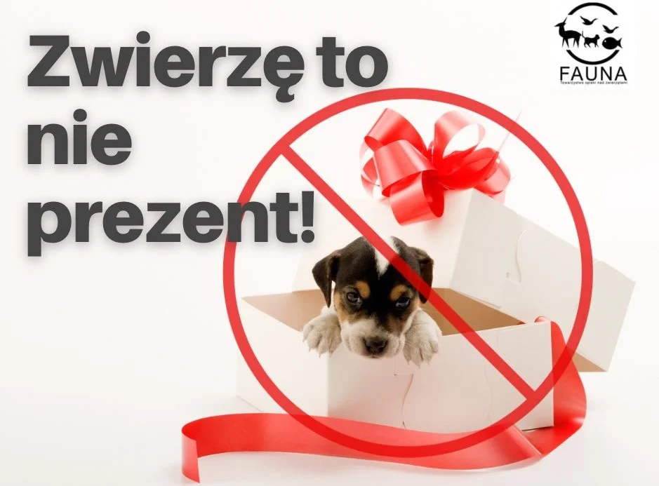 Zwierzę nie jest dobrym pomysłem na gwiazdkowy prezent! Schroniska zawieszają adopcje