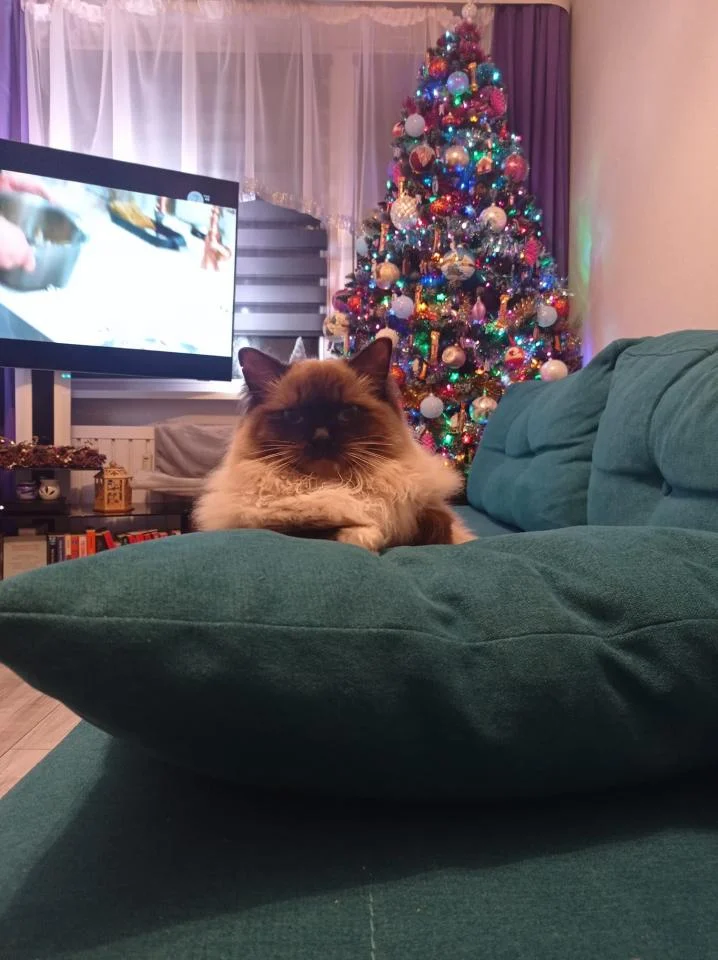 Tradycyjnie już jak co roku na Facebooku RudaSlaska.com.pl poprosiliśmy naszych czytelników, aby wysłali nam zdjęcia swoich choinek bożonarodzeniowych. Odzew był bardzo pozytywny. 29