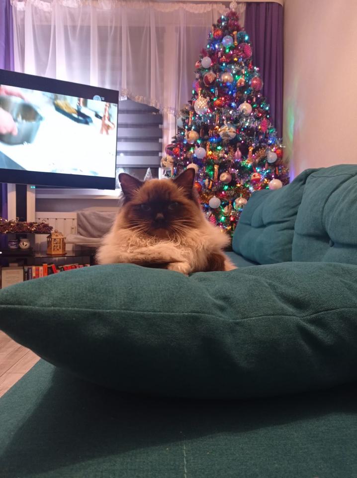 Tradycyjnie już jak co roku na Facebooku RudaSlaska.com.pl poprosiliśmy naszych czytelników, aby wysłali nam zdjęcia swoich choinek bożonarodzeniowych. Odzew był bardzo pozytywny. 29