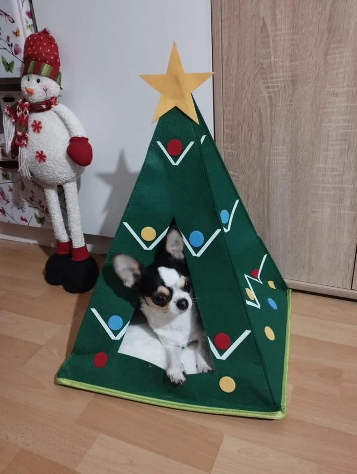 Tradycyjnie już jak co roku na Facebooku RudaSlaska.com.pl poprosiliśmy naszych czytelników, aby wysłali nam zdjęcia swoich choinek bożonarodzeniowych. Odzew był bardzo pozytywny. 32