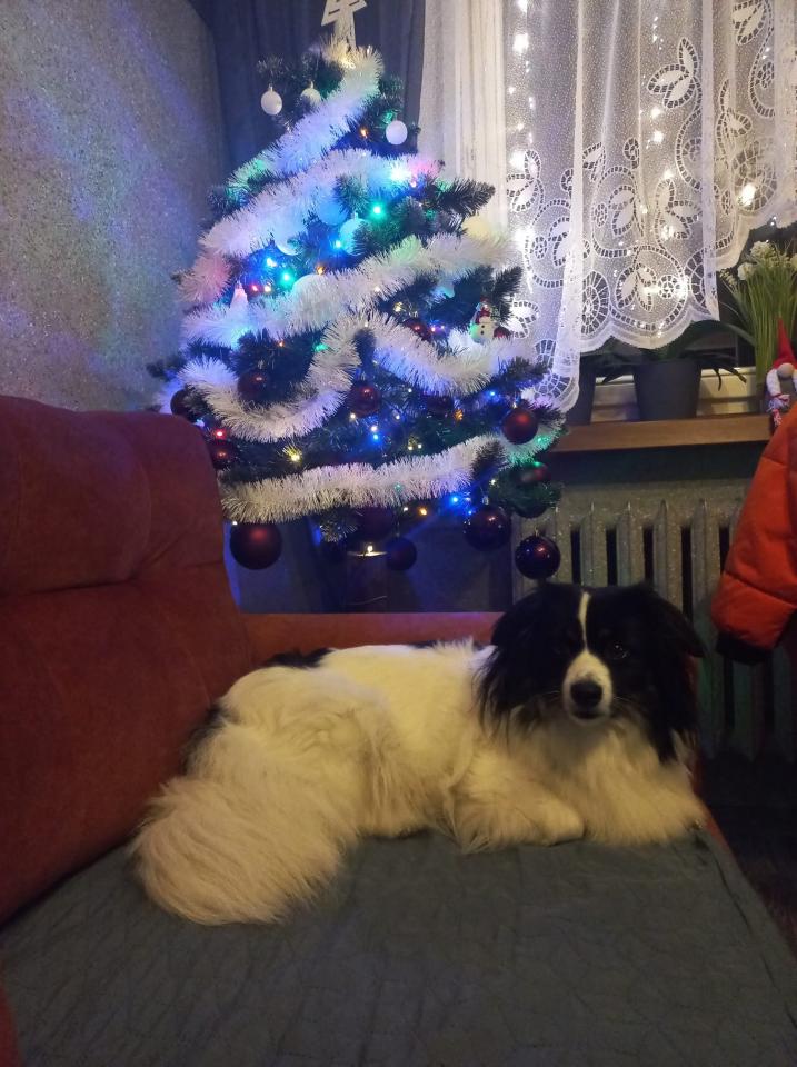 Bożonarodzeniowe drzewka naszych czytelników 58