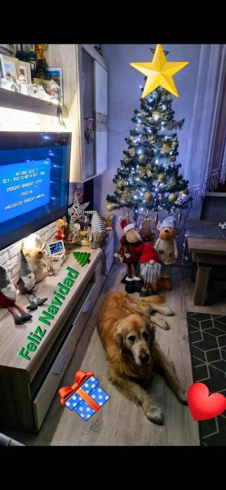 Bożonarodzeniowe drzewka naszych czytelników 96