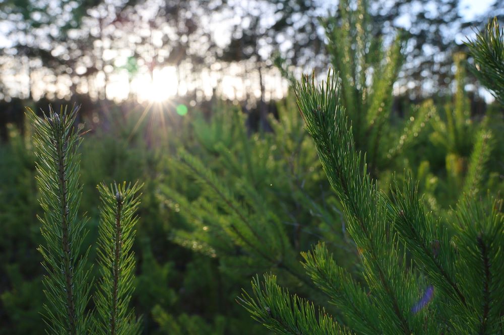 Nie wycinaj, sprzedawaj i kupuj z legalnego źródła! Akcja „Choinka-23”