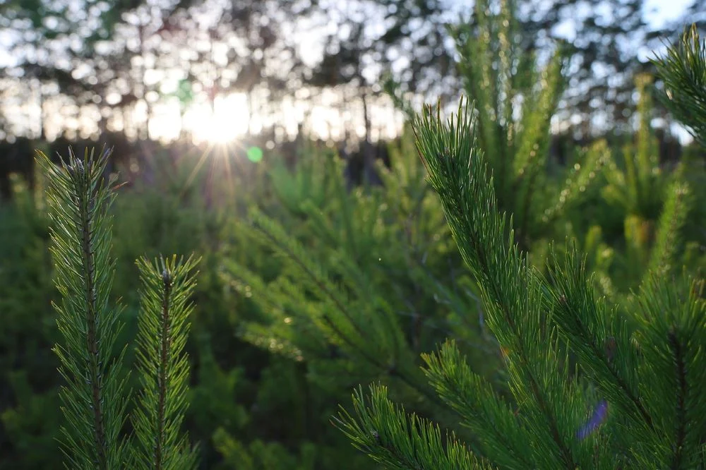 Nie wycinaj, sprzedawaj i kupuj z legalnego źródła! Akcja „Choinka-23”
