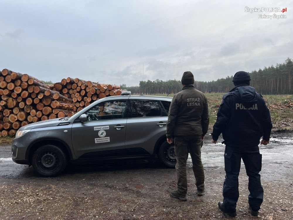 Nie wycinaj, sprzedawaj i kupuj z legalnego źródła! Akcja „Choinka-23”