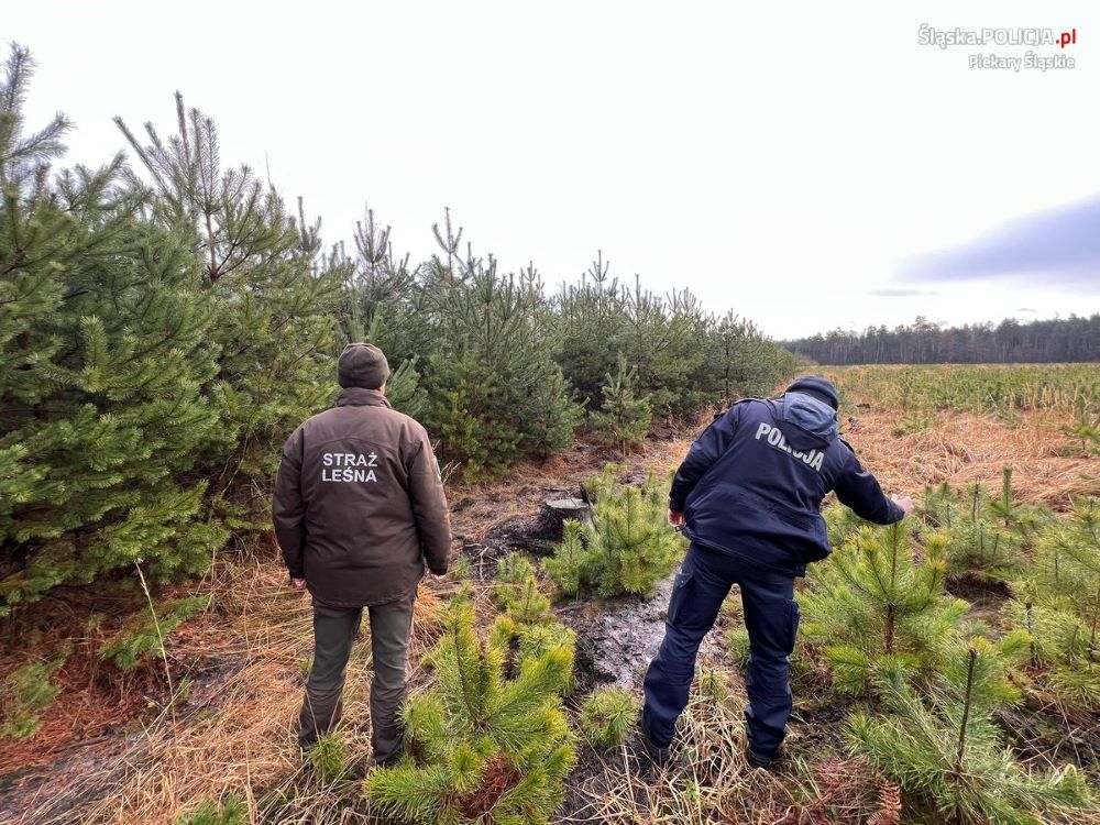 Nie wycinaj, sprzedawaj i kupuj z legalnego źródła! Akcja „Choinka-23”