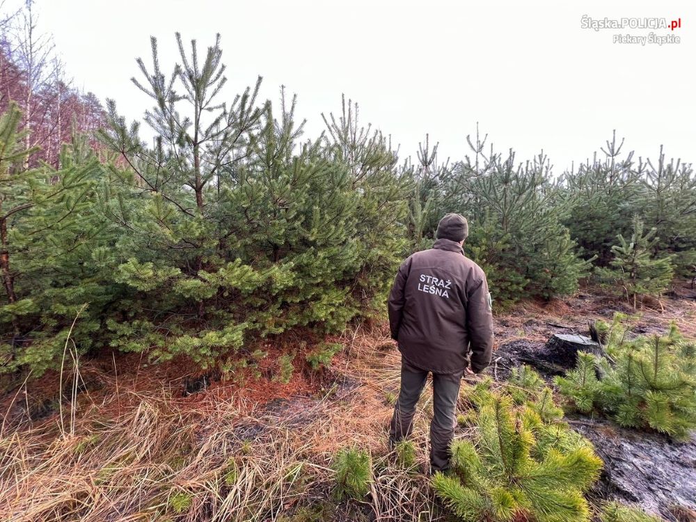 Nie wycinaj, sprzedawaj i kupuj z legalnego źródła! Akcja „Choinka-23”