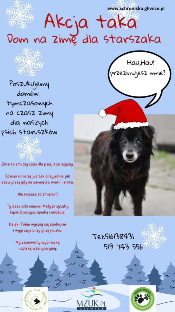 "Akcja taka – dom na zimę dla starszaka". Przygarnij psiego seniora!