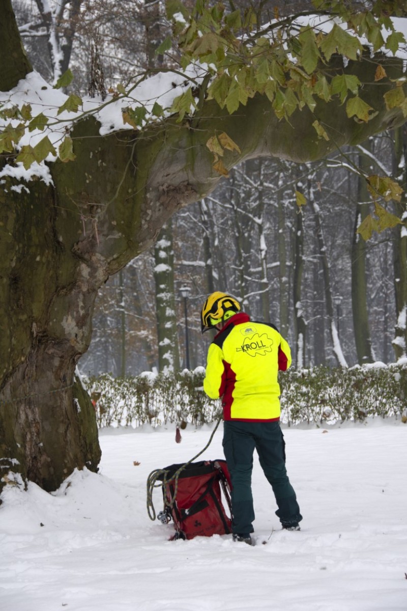 Zadbamy o trzystuletni platan klonolistny "Jan III Sobieski"