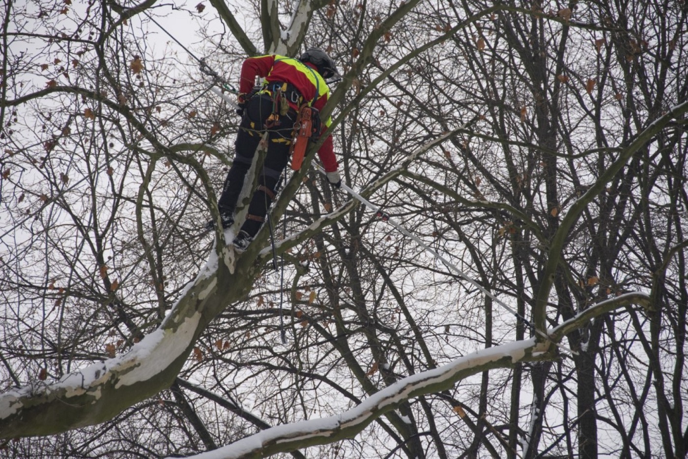 Zadbamy o trzystuletni platan klonolistny "Jan III Sobieski"