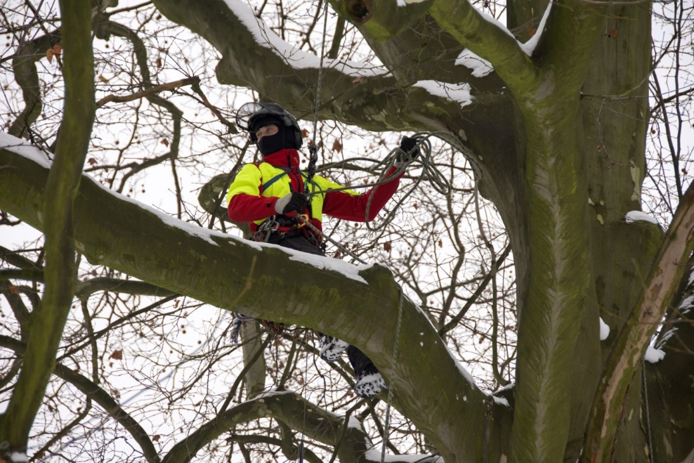 Zadbamy o trzystuletni platan klonolistny "Jan III Sobieski"