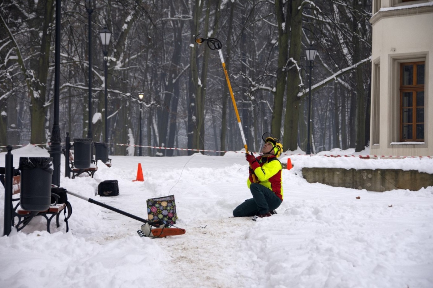 Zadbamy o trzystuletni platan klonolistny "Jan III Sobieski"