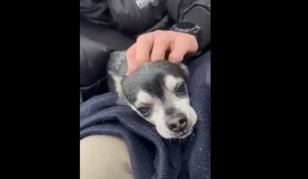 Policjanci po służbie uratowali małego pieska