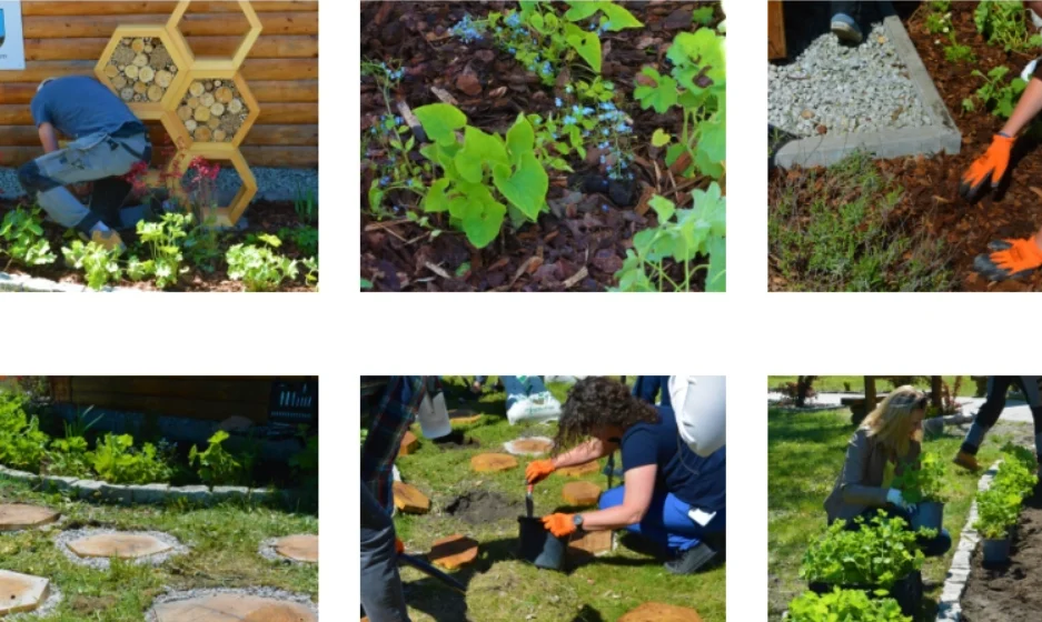 Ogród deszczowy nową atrakcją Parku Sieleckiego w Sosnowcu