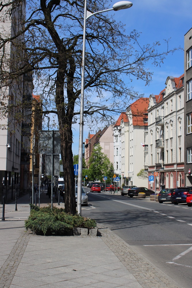 Nawet kilkanaście wniosków o wycinkę tygodniowo w ZZM