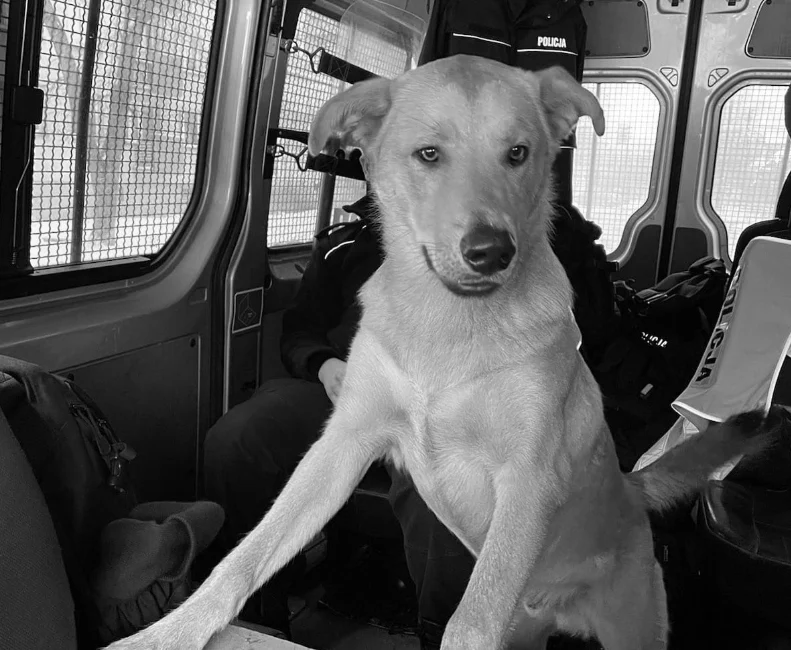 Katowiccy policjanci uratowali wyziębionego psa