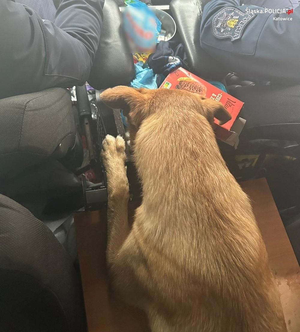 Katowiccy policjanci uratowali wyziębionego psa